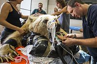 TopRq.com search results: bear surgery