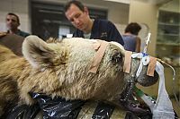 TopRq.com search results: bear surgery