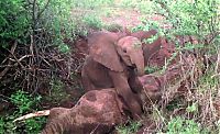 Fauna & Flora: baby elephant cried for hours after mother passed away