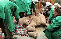 TopRq.com search results: baby elephant cried for hours after mother passed away