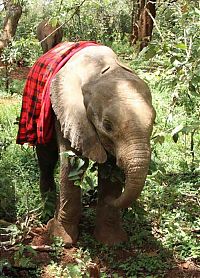 Fauna & Flora: baby elephant cried for hours after mother passed away