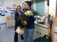 Fauna & Flora: bald eagle broken wing fracture after car hit