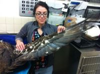 Fauna & Flora: bald eagle broken wing fracture after car hit