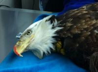 Fauna & Flora: bald eagle broken wing fracture after car hit