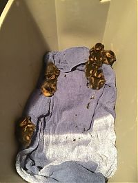 Fauna & Flora: baby ducklings rescue