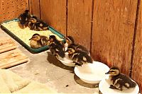 TopRq.com search results: baby ducklings rescue