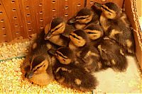 TopRq.com search results: baby ducklings rescue