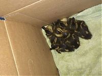 TopRq.com search results: baby ducklings rescue