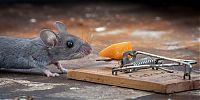 TopRq.com search results: mouse against a mousetrap