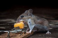 Fauna & Flora: mouse against a mousetrap