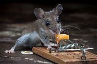 Fauna & Flora: mouse against a mousetrap