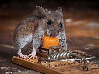 TopRq.com search results: mouse against a mousetrap