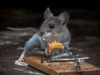 Fauna & Flora: mouse against a mousetrap