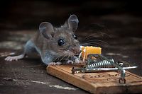 Fauna & Flora: mouse against a mousetrap