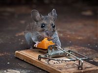 TopRq.com search results: mouse against a mousetrap