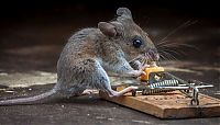 Fauna & Flora: mouse against a mousetrap