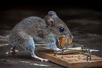 TopRq.com search results: mouse against a mousetrap