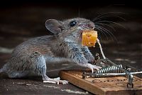 Fauna & Flora: mouse against a mousetrap
