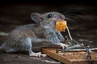 TopRq.com search results: mouse against a mousetrap