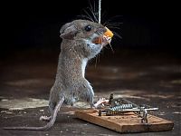 Fauna & Flora: mouse against a mousetrap