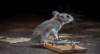 Fauna & Flora: mouse against a mousetrap