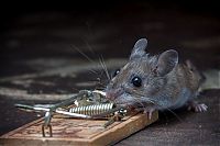 Fauna & Flora: mouse against a mousetrap