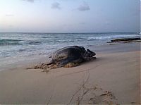 Fauna & Flora: leatherback sea turtle