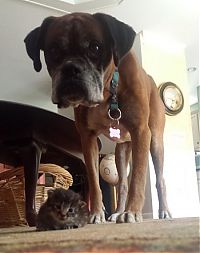 dog and cat friends