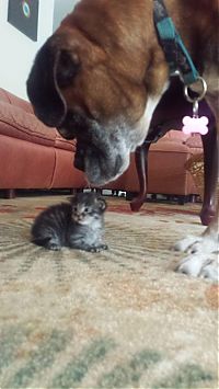 Fauna & Flora: dog and cat friends