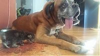 dog and cat friends