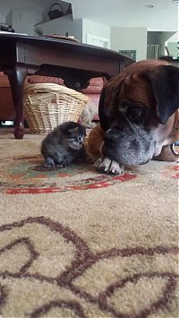 dog and cat friends