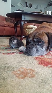 dog and cat friends