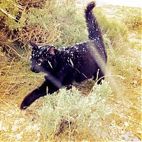 Fauna & Flora: cat climbs mountains and desert treks