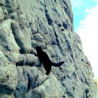 Fauna & Flora: cat climbs mountains and desert treks