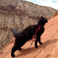 Fauna & Flora: cat climbs mountains and desert treks