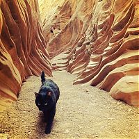 Fauna & Flora: cat climbs mountains and desert treks
