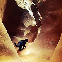 Fauna & Flora: cat climbs mountains and desert treks