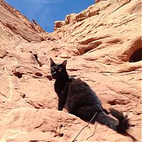 TopRq.com search results: cat climbs mountains and desert treks