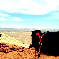 Fauna & Flora: cat climbs mountains and desert treks