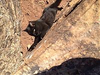 Fauna & Flora: cat climbs mountains and desert treks