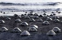 Fauna & Flora: arribadas, pacific olive ridley sea turtles synchronised nesting