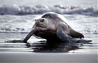 TopRq.com search results: arribadas, pacific olive ridley sea turtles synchronised nesting