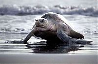 Fauna & Flora: arribadas, pacific olive ridley sea turtles synchronised nesting