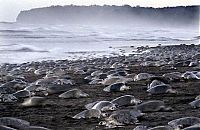 TopRq.com search results: arribadas, pacific olive ridley sea turtles synchronised nesting