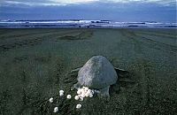 Fauna & Flora: arribadas, pacific olive ridley sea turtles synchronised nesting