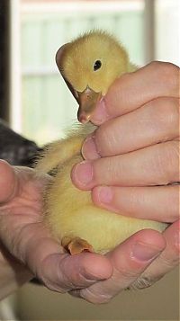 Fauna & Flora: baby duckling growing