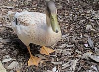 Fauna & Flora: baby duckling growing