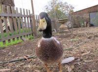 Fauna & Flora: baby duckling growing