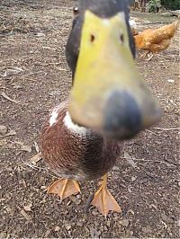 Fauna & Flora: baby duckling growing