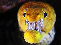 TopRq.com search results: moray eel